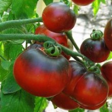 Редкие сорта томатов Красный уголь 